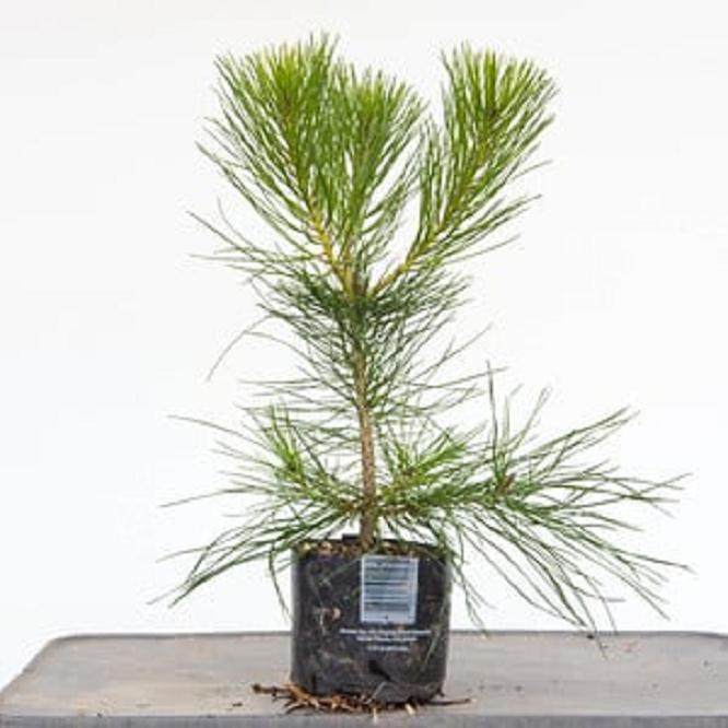 图解 盆景灌根后根蚜的后续处理1