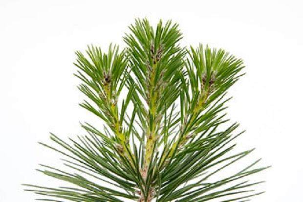 图解 盆景灌根后根蚜的后续处理1