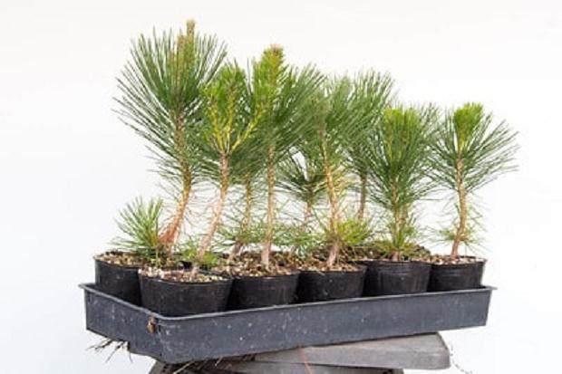 1-1 / 2岁的松树盆景