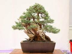 红木帝国盆景协会第32届年度展会