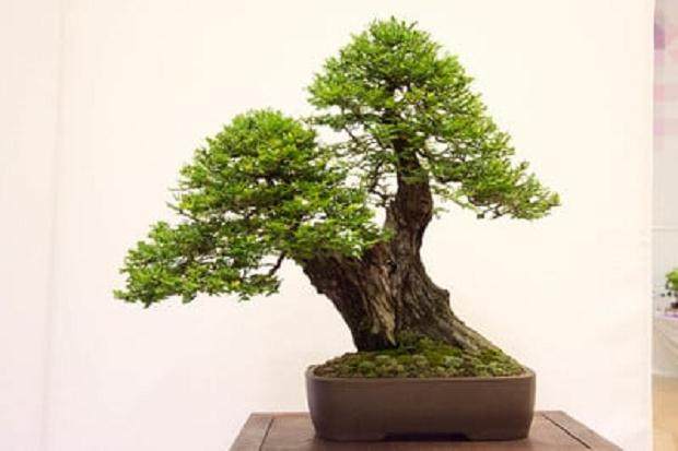 红木帝国盆景协会第32届年度展会