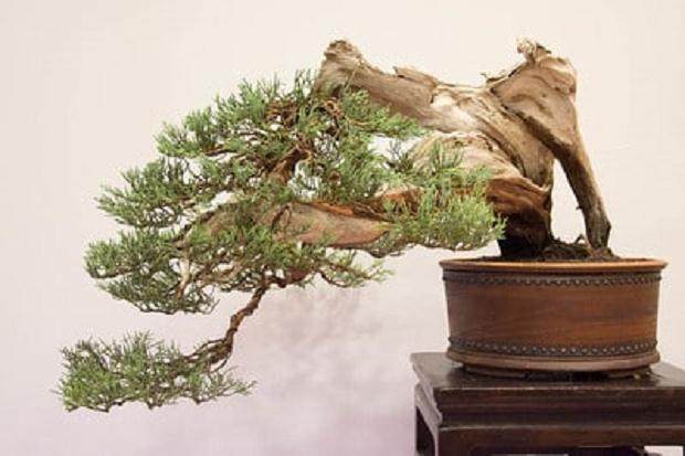 红木帝国盆景协会第32届年度展会