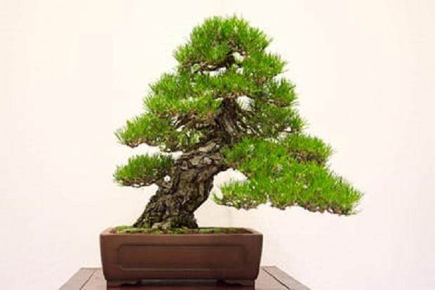 红木帝国盆景协会第32届年度展会