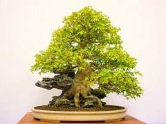 红木帝国盆景协会第32届年度展上的三叉戟枫树