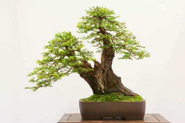 在REBS第29届年度展会上展出的海岸红木