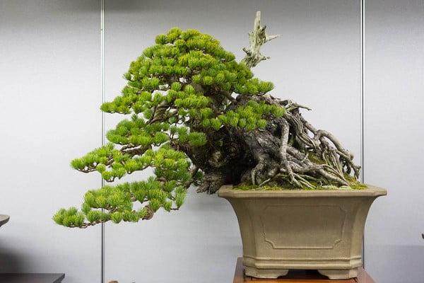 每年在东京举办的全球首屈一指的盆景展览