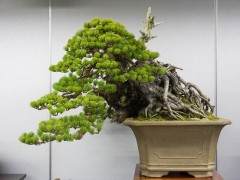 每年在东京举办的全球首屈一指的盆景展览