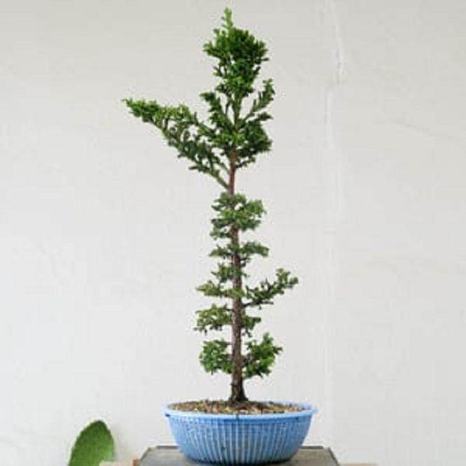 盆景细化分支后