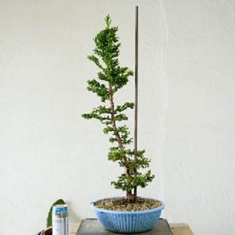 图解 如何制作直立的柳杉盆景