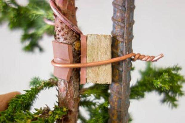 将躯干固定在钢筋上