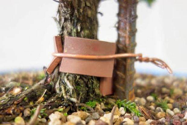 图解 如何制作直立的柳杉盆景