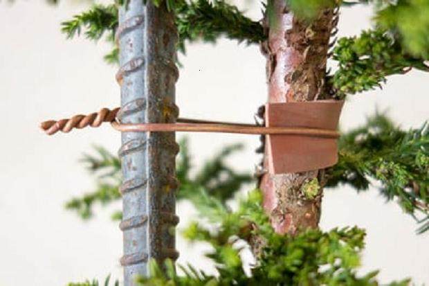 图解 如何制作直立的柳杉盆景