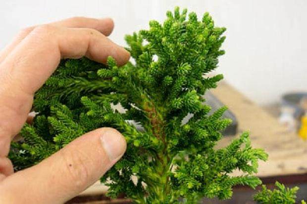 图解 如何制作直立的柳杉盆景