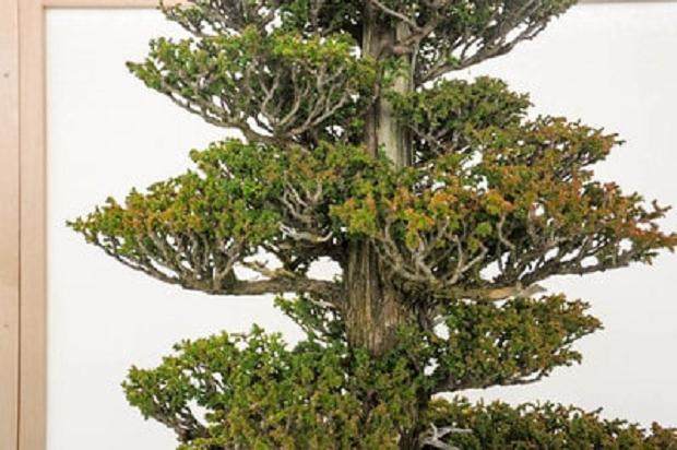 夏季是修剪柳杉盆景工作的好时候 图片