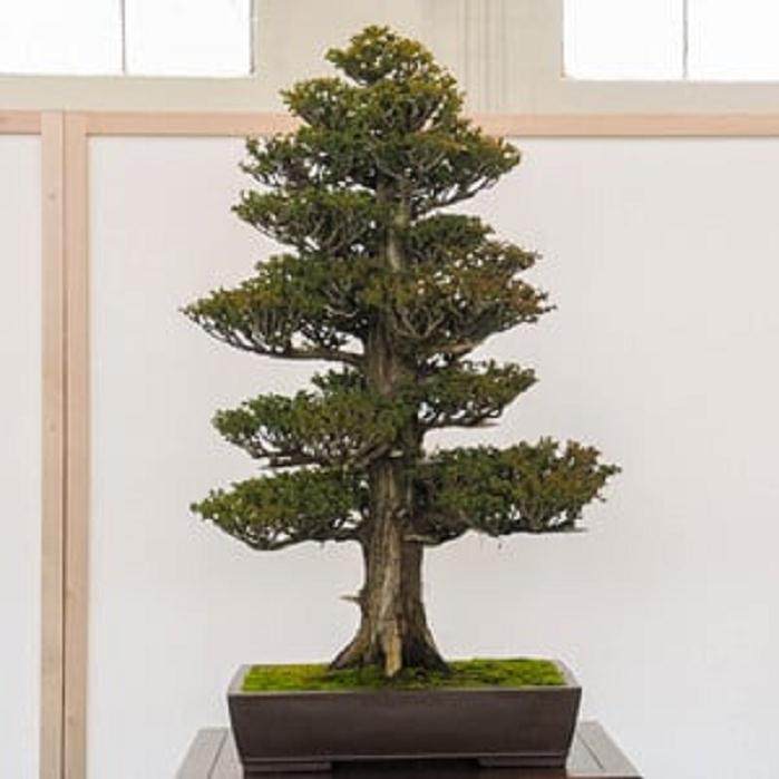 在湾岛盆景2011展览上展示的柳杉