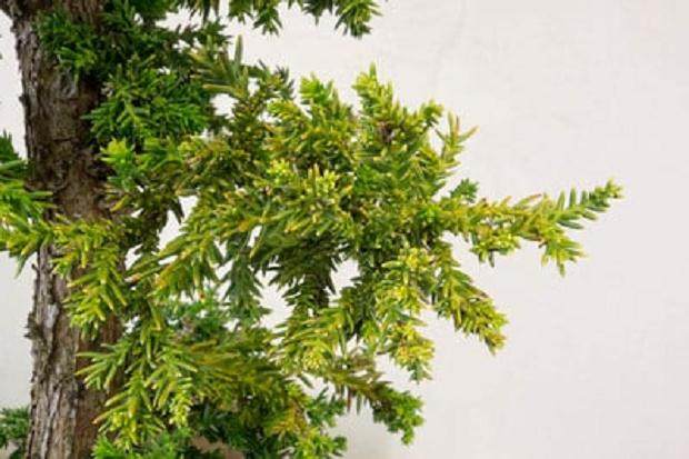 夏季是修剪柳杉盆景工作的好时候 图片