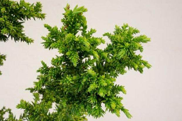 夏季是修剪柳杉盆景工作的好时候 图片