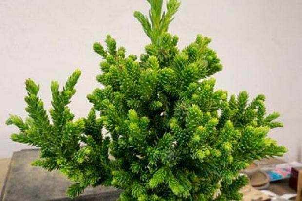 夏季是修剪柳杉盆景工作的好时候 图片