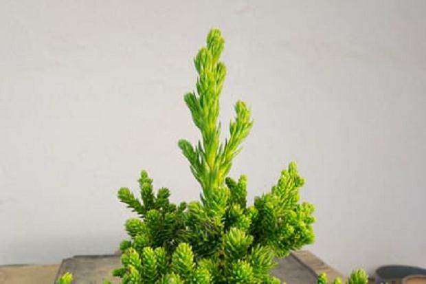 夏季是修剪柳杉盆景工作的好时候 图片