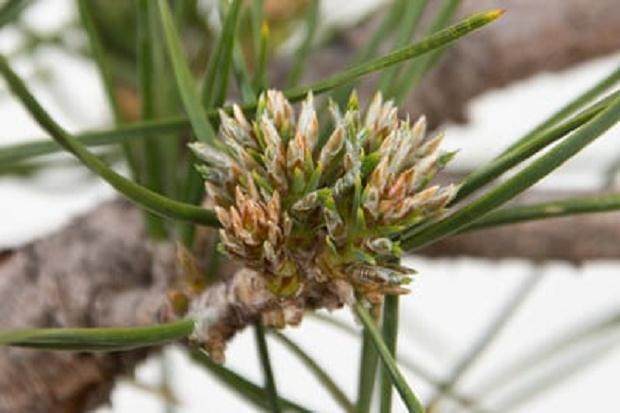 夏季增长不佳 - 树木健康，但芽苗很短