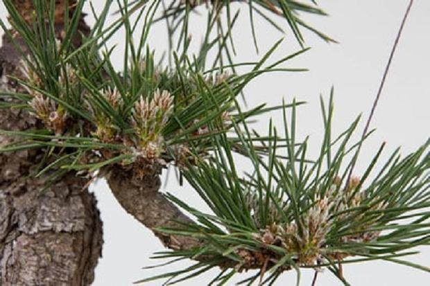 图解 黑松盆景在夏季的修剪工作