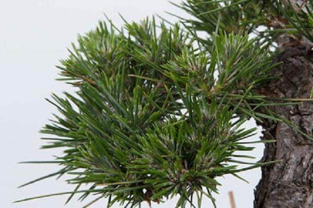 图解 黑松盆景在夏季的修剪工作