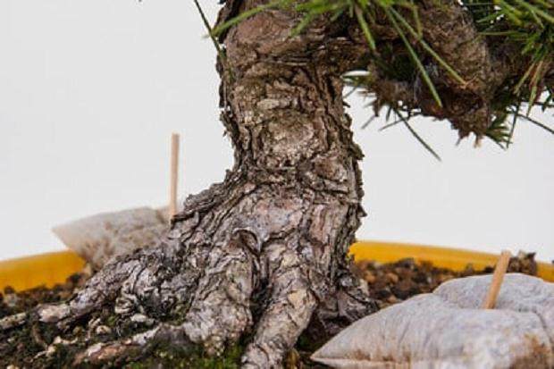 图解 黑松盆景在夏季的修剪工作