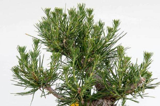 图解 黑松盆景在夏季的修剪工作