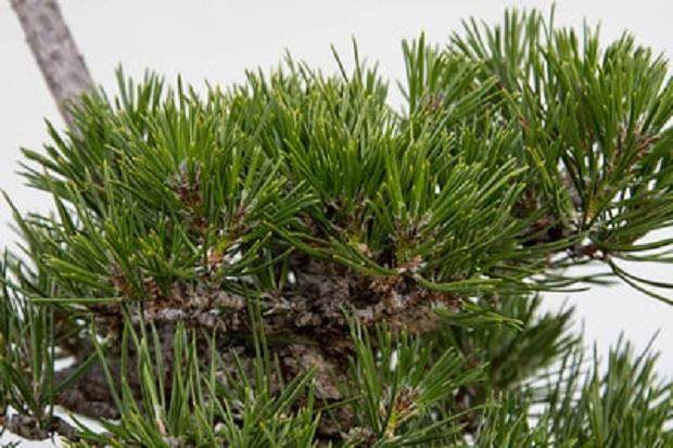 美好的夏天增长