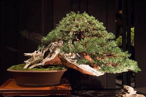 俄勒冈州波特兰举行的首届工匠杯的盆景展