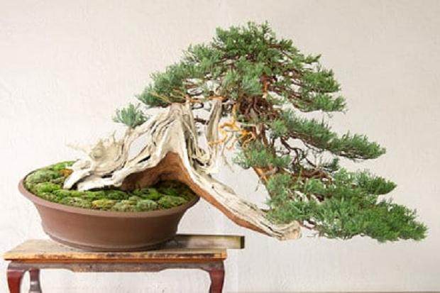 俄勒冈州波特兰举行的首届工匠杯的盆景展