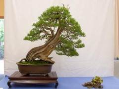 东湾盆景协会第54届盆景展