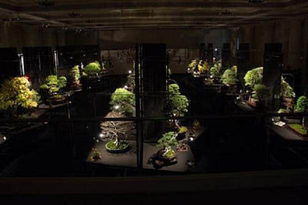 我对盆景展览的第一个看法