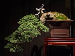 请欣赏灯 相机 - 盆景