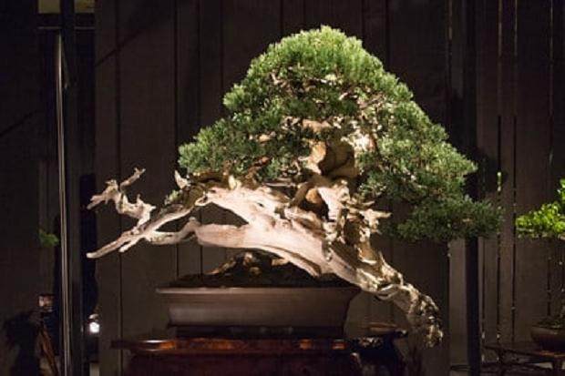 洛基山杜松盆景