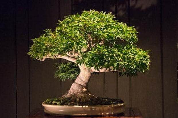 俄勒冈州的工匠杯盆景评比赛