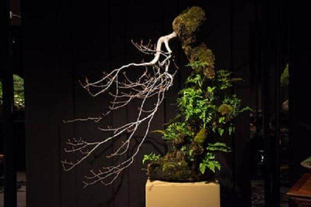 传统的盆景展览评判 通常一团糟