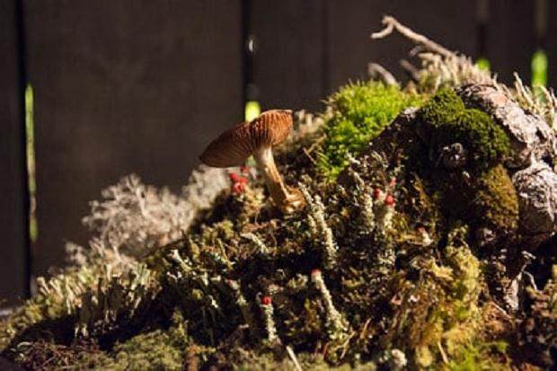 传统的盆景展览评判 通常一团糟