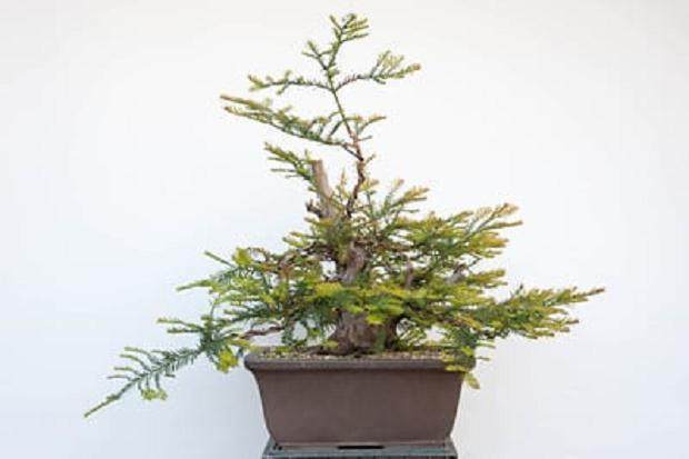 海岸红杉盆景 - 接线和修剪5周后