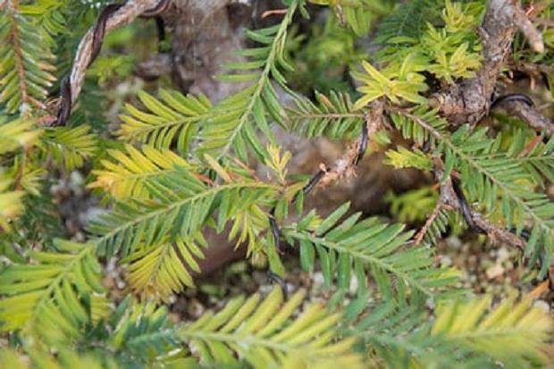 修剪的目的是让光线进入盆景内部刺激新芽