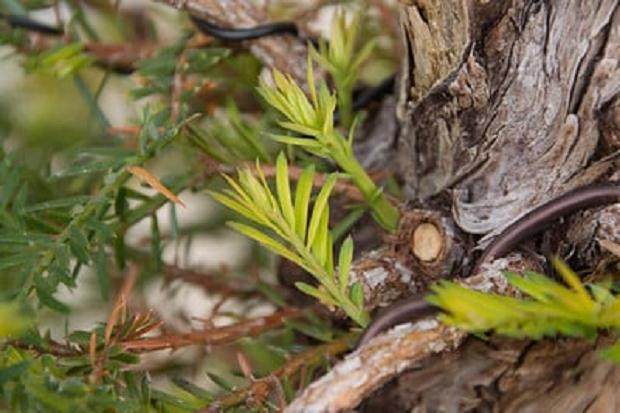在分支旁边出现新芽