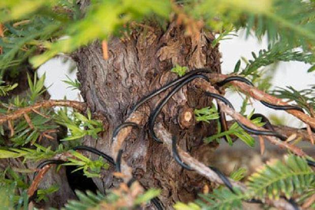 树干上出现新芽