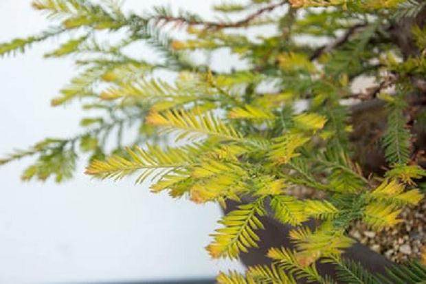 分支机构的新芽提示