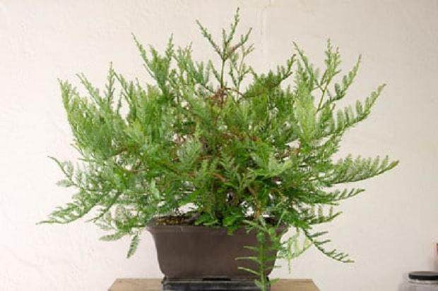 海岸红木盆景 - 修剪3个月后