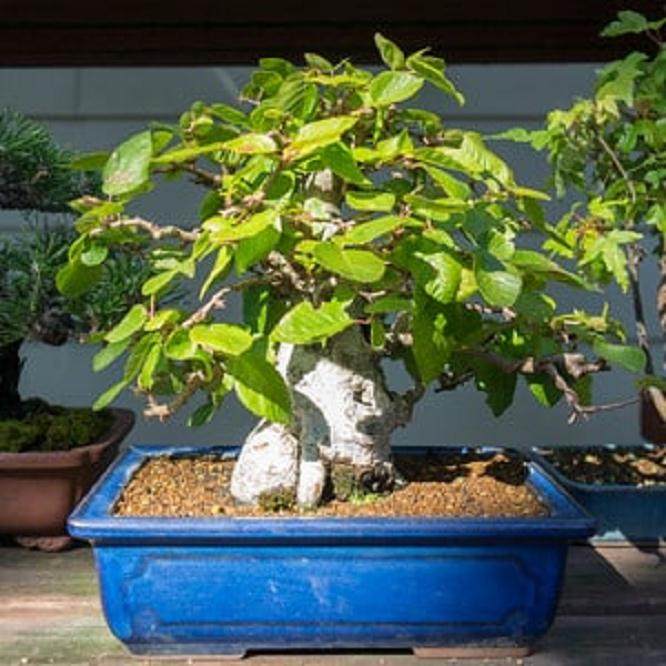 请欣赏戈登迪格的小品盆景