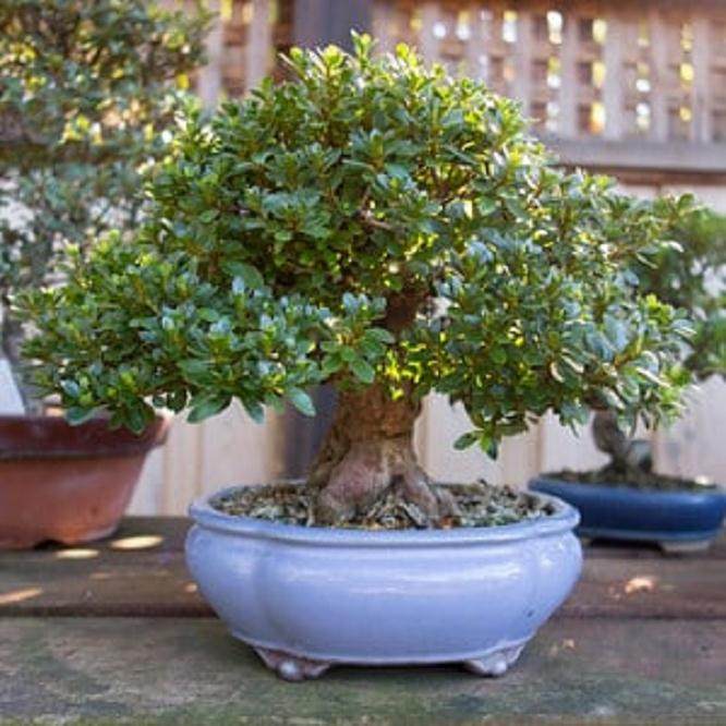 请欣赏戈登迪格的小品盆景