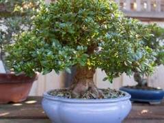 请欣赏戈登迪格的小品盆景