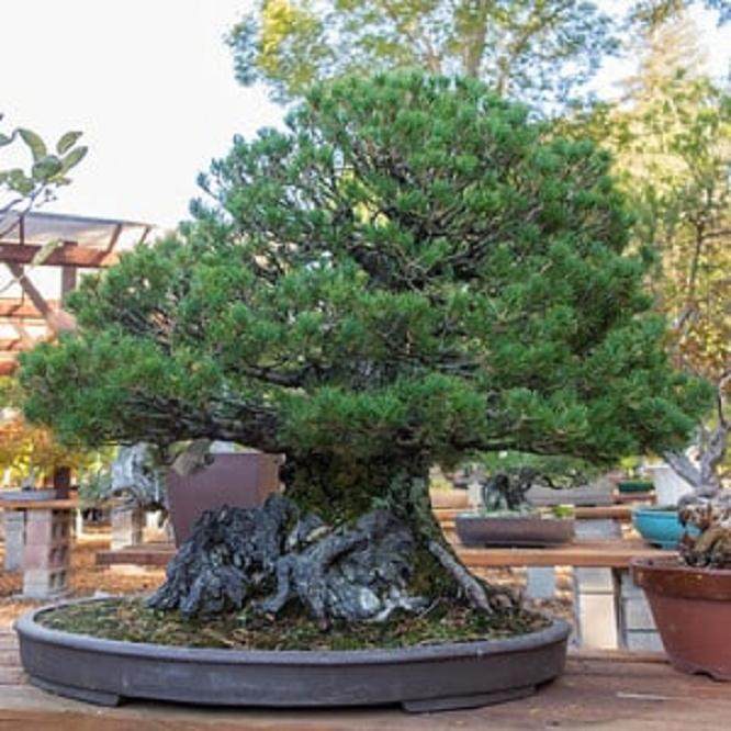 参观北加州盆景爱好者的花园