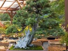 参观北加州盆景爱好者的花园