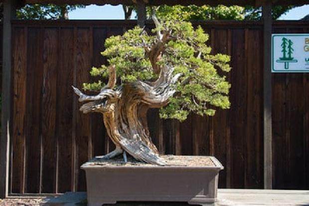 梅里特湖盆景花园的大树